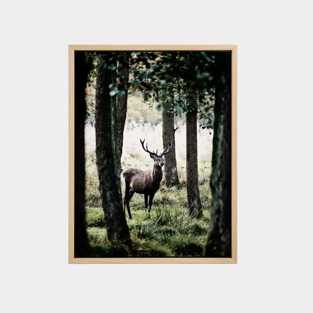 MountainCameraDaLetto-Quadro cervo